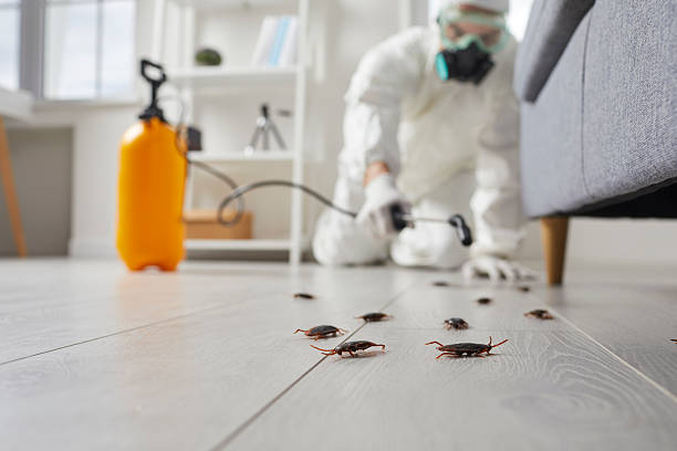 Commercial Kitchen Cockroach Control in Merrydale